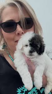 Micro Sheepadoodle Puppies! If you are looking for that perfect small  non-shedding puppy for your next family addition then look no further, we  only have two puppies still available in this litter ...