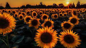 Multiple sizes available for all screen sizes. Wallpaper Aesthetic Wallpaper Yellow Sunflower Novocom Top