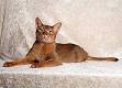 Abyssinian Cat Breed - Facts and Personality Traits | Hill ...