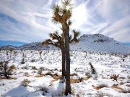 Winter In The U S Photos National Geographic Joshua Tree National Park California National Parks American National Parks