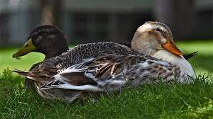 We did not find results for: Silver Appleyard Duck Breed Profile Backyard Poultry