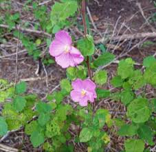 Image result for Pavonia rogersii