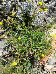 Image result for Senecio madagascariensis