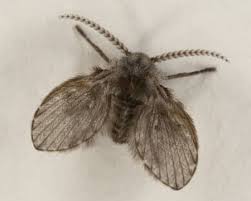 Check spelling or type a new query. How Do I Get Rid Of Drain Flies Apartment Abc