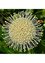Image result for Cephalanthus