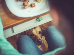 These percentages are recommended for dogs in general. Can My Dog Eat This A List Of Human Foods Dogs Can And Can T Eat
