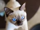9 Most Talkative Cat Breeds - What Does It Mean When a Cat ...