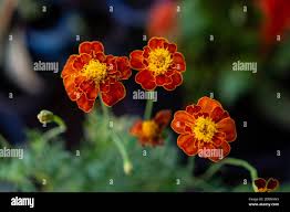 Image result for Tagetes patula