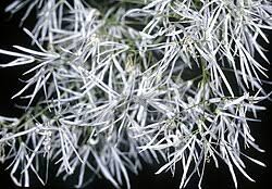 Image result for Chionanthus foveolatus