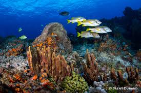 Diving In Cozumel Mexico Bluewater Dive Travel