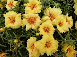 Image result for Portulaca centrali-africana