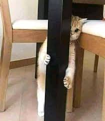 When I See My Crush Hanging Out With Other Guy Dont Forget To Follow Us Wow Cute Kittens Guzel Kediler Kediler Ve Yavrulari