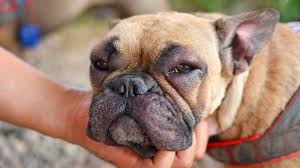 If your dog is also chewing at her skin it may mean that the swelling and the itching are due to an underlying allergy or skin infection. What To Do If Your Dog S Face Is Swollen