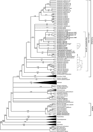 Image result for Afroligusticum aculeolatum