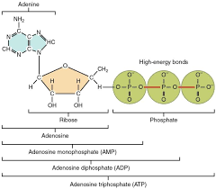 Nucleotides · a nitrogenous base, which can be either adenine, guanine, cytosine, or thymine (in the case of rna, thymine is replaced by uracil). 3 6 Nucleic Acids Medicine Libretexts