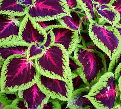 Coleus Planting Flowers Plants Foliage Plants