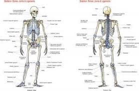 Skeleton Bones Joints And Ligaments Chart Flash Anatomy