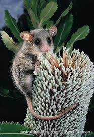 Monito del monte @ colocolo @ colocolo opossum. 8 Kolokolo Colocolo Opossum Ideas Opossum Mammals Animals