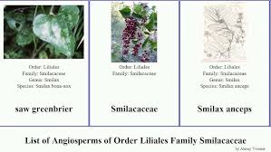 Image result for Smilax anceps