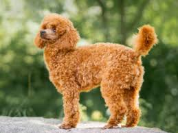 A side view of a happy french poodle mini puppy dog with hair clips looking out of a car window. Miniature Poodle Puppies For Sale Available In Phoenix Tucson Az