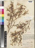 Image result for Hermannia kirkii