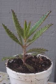 Daily Limit Exceeded Plants Cacti And Succulents Live Plants