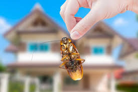 Argentine ant colonies live in moist areas near a food source. Home Pest Control Services Melbourne Dawson S Australia