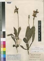 Image result for Crossandra puberula