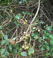 Image result for Cordia afra