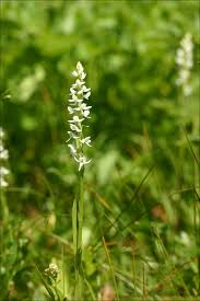 Image result for Habenaria tentaculigera
