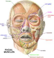 Facial Muscles