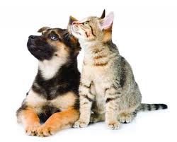 We offer a complete line of premium cat food products for our feline friends. Premium Pet Products Find Success In Supermarkets Progressive Grocer