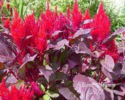 Pin On Celosia