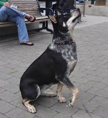 Dog Of The Day Betty The Blue Heeler German Shepherd Cattle Dogs Mix Australian Cattle Dog Mix Blue Heeler