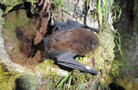 The only terrestrial mammals that were in new zealand prior to human habitation were three species of bat. New Zealand Bats Pekapeka Science Learning Hub
