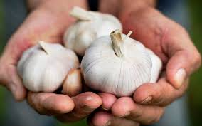 Rasanya yang khas menjadi bumbu yang terpenting di hampir setiap masakan citarasa. Bawang Putih Cantikkan Kuku Free Malaysia Today Fmt