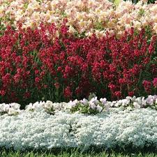 Sweet alyssum loves full sun, but it does not like prolonged dry periods. Snow Crystals Alyssum