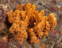 Image result for Actinanthella