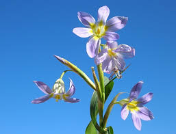 Image result for Moraea spathulata