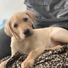 The number one consideration when choosing yellow lab names for puppies is to make sure you pick a name that your pup can grow into! Labrador Retriever Puppies Lab Puppy For Sale Lab Puppies For Sale Labrador Retriever Puppies For Sale Sammy Labrador Retriever