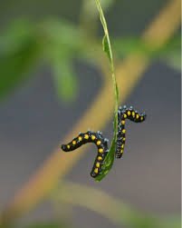 Black And Red Caterpillar Identification Black Spotted Caterpillar En 2020
