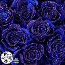 We did not find results for: First Ever Hippy Psychedelic Roses Love In At Jet Fresh Flowers Thursd