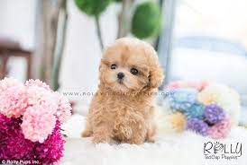 Morestill, all of them are checked up by a renound veterinarian. Melting Hearts Around The World Rolly Teacup Puppies An International Puppy Seller Has Earned More Than 139 000 Instag Teacup Puppies Puppies Tea Cup Poodle