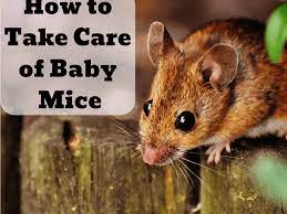 It is best to continue offering formula every two to three ho. How To Care For Baby Mice Found In The Wild Pethelpful