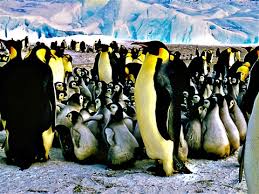 This large king penguin colony is bustling with activity. U5 L21 Penguin Chick Lessons Blendspace