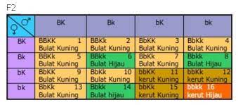 Contoh soal persilangan dihibrid dan jawabannya. Persilangan Dihibrid Kelas 9 Contoh Beserta Jawabannya
