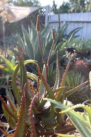 Image result for Aloe cameronii × christianii