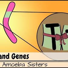 Alleles, genotypes, and monohybrid crosses. The Amoeba Sisters Alleles And Genes