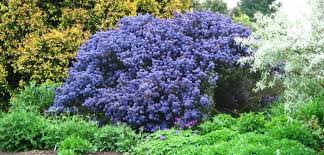 Piante sempreverdi da giardino da fiore: PreÈ› Rezonabil CumpÄƒrÄƒturi Fotografii Oficiale Sempreverdi Con Fiori Amazon 101openstories Org
