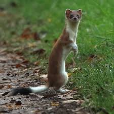 04 Hermelin 20 11 2014 Jpg 850 849 Animals Taxidermy Fox Stoat